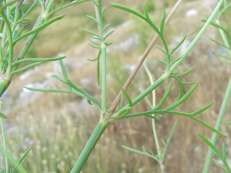 Lomelosia crenata subsp. pseudisetensis / Vedovina della Basilicata
